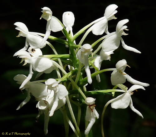 {Platanthera integrilabia}